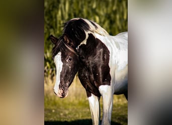 Baroque Pinto Mix, Mare, 4 years, 15.1 hh, Leopard-Piebald