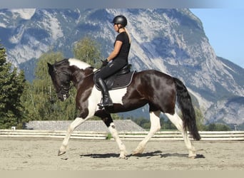 Baroque Pinto, Mare, 4 years, 15.2 hh, Pinto