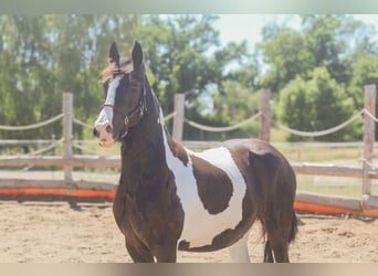 Baroque Pinto, Mare, 4 years, 15 hh, Pinto