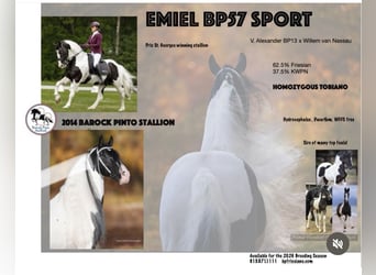 Baroque Pinto, Mare, 4 years, 15,2 hh, Pinto