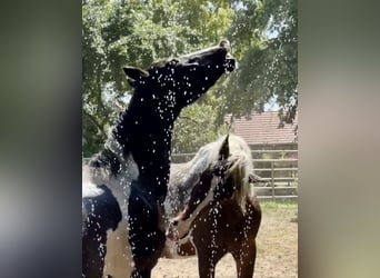 Baroque Pinto, Mare, 4 years, 15,2 hh, Pinto