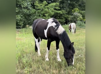 Baroque Pinto, Mare, 4 years, 15,2 hh, Pinto
