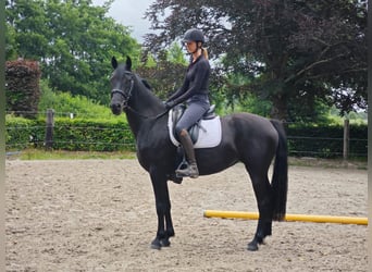 Baroque Pinto, Mare, 4 years, 15,3 hh, Black