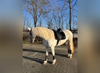 Baroque Pinto, Mare, 5 years, 15,1 hh, Grey