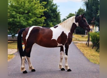 Baroque Pinto, Mare, 5 years, 15,2 hh, Pinto