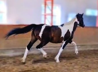 Baroque Pinto Mix, Mare, 5 years, 15,2 hh, Pinto