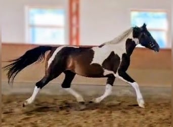 Baroque Pinto Mix, Mare, 5 years, 15,2 hh, Pinto