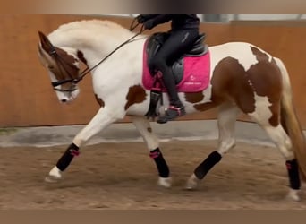 Baroque Pinto, Mare, 6 years, 15.2 hh, Pinto