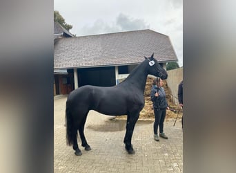 Baroque Pinto, Mare, 6 years, 15,3 hh, Black