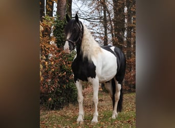 Baroque Pinto, Mare, 6 years, 15.3 hh, Pinto