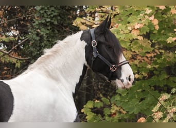 Baroque Pinto, Mare, 6 years, 15.3 hh, Pinto