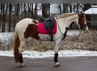 Baroque Pinto, Mare, 6 years, 15,2 hh, Pinto
