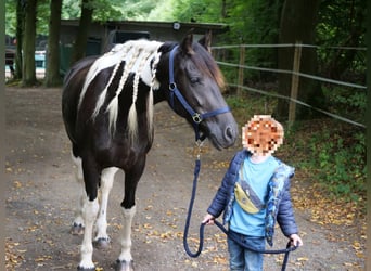 Baroque Pinto Mix, Mare, 6 years, 15,2 hh, Pinto