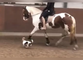 Baroque Pinto, Mare, 6 years, 15,2 hh, Pinto