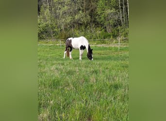 Baroque Pinto, Mare, 6 years, 16,1 hh, Tobiano-all-colors
