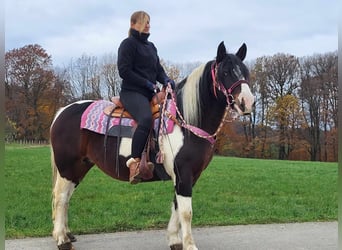 Baroque Pinto, Mare, 7 years, 14.2 hh, Pinto