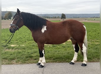 Baroque Pinto, Mare, 7 years, 15.2 hh, Pinto