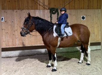 Baroque Pinto, Mare, 7 years, 15.2 hh, Pinto