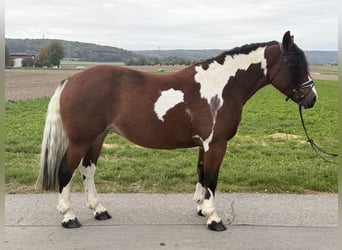 Baroque Pinto, Mare, 7 years, 15.2 hh, Pinto