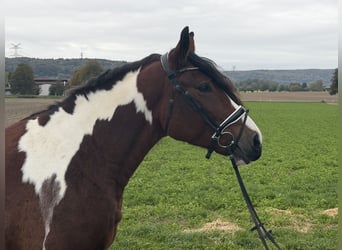 Baroque Pinto, Mare, 7 years, 15.2 hh, Pinto