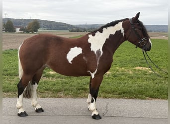 Baroque Pinto, Mare, 7 years, 15.2 hh, Pinto