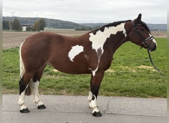 Baroque Pinto, Mare, 7 years, 15.2 hh, Pinto