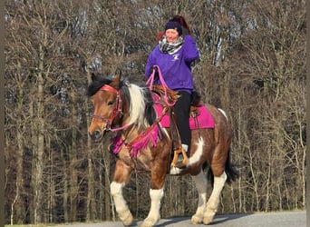 Baroque Pinto, Mare, 8 years, 14 hh, Pinto