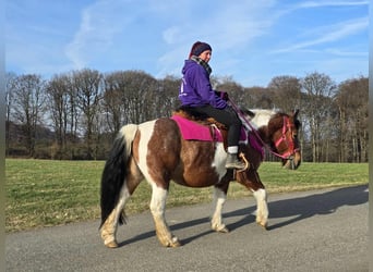 Baroque Pinto, Mare, 8 years, 14 hh, Pinto