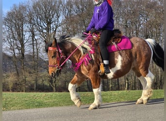 Baroque Pinto, Mare, 8 years, 14 hh, Pinto