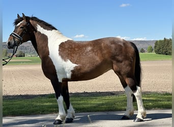 Baroque Pinto, Mare, 8 years, 15 hh, Pinto