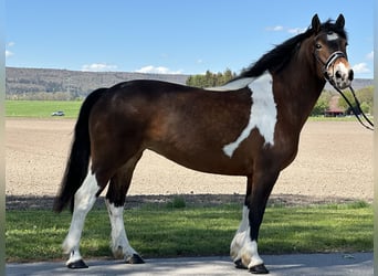 Baroque Pinto, Mare, 8 years, 15 hh, Pinto