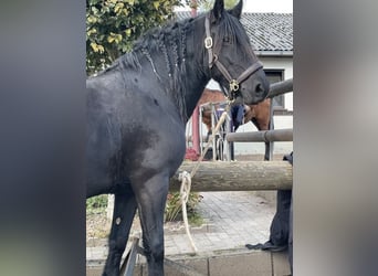 Baroque Pinto, Mare, 8 years, 15,1 hh, Black