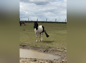 Baroque Pinto, Mare, 9 years, 15.2 hh, Brown