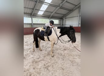 Baroque Pinto, Mare, 9 years, 15.2 hh, Brown
