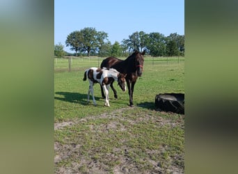 Barockpinto, Stute, Fohlen (06/2024), 10,2 hh, Schecke