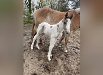 Baroque Pinto Mix, Mare, Foal (04/2024), 14.2 hh, Pinto