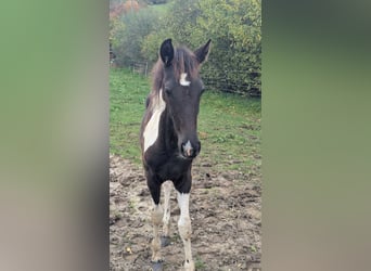 Baroque Pinto, Mare, Foal (05/2025), 15.2 hh, Pinto