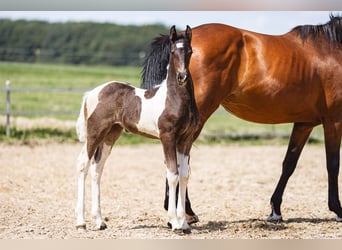 Baroque Pinto, Mare, Foal (01/2026), 16 hh, Pinto