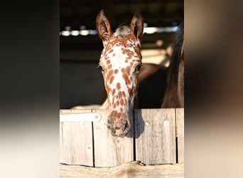 Baroque Pinto, Mare, Foal (04/2025), Leopard-Piebald