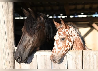 Baroque Pinto, Mare, Foal (04/2025), Leopard-Piebald