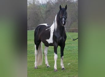 Baroque Pinto, Stallion, 12 years, 16.3 hh, Tobiano-all-colors