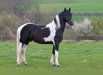 Baroque Pinto, Stallion, 12 years, 16.3 hh, Tobiano-all-colors
