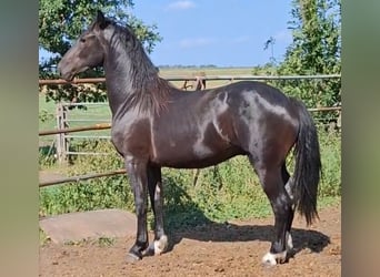 Baroque Pinto, Stallion, 12 years, 16.3 hh, Tobiano-all-colors