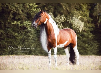 Baroque Pinto, Stallion, 14 years, 16 hh, Pinto