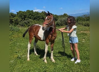 Baroque Pinto, Stallion, 1 year, 15.1 hh, Pinto