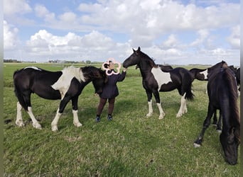 Baroque Pinto, Stallion, 1 year, 15.2 hh, Pinto