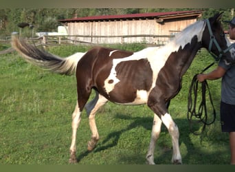 Baroque Pinto, Stallion, 1 year, 16.2 hh, Pinto