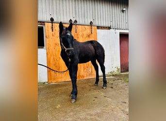 Baroque Pinto, Stallion, 1 year, 16 hh, Black