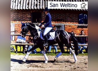 Baroque Pinto, Stallion, 1 year, 16 hh, Black