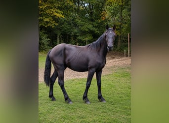 Baroque Pinto, Stallion, 1 year, 16 hh, Black